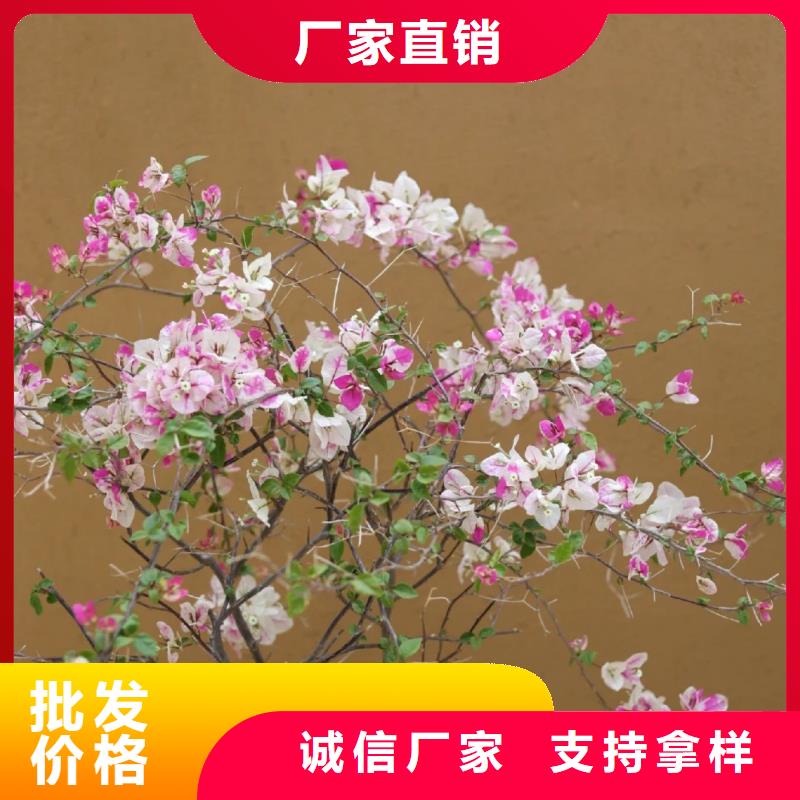 仿夯土外墻漆價格#泥巴墻漆#老房翻新#民宿改造