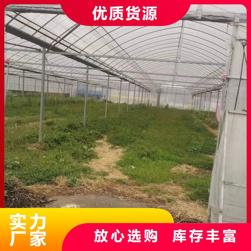 沅江市葡萄草莓蓝莓避雨大棚出厂价格