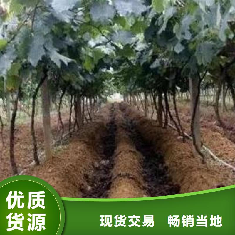 广东阳江阳西发酵有机肥林果用肥好着呢