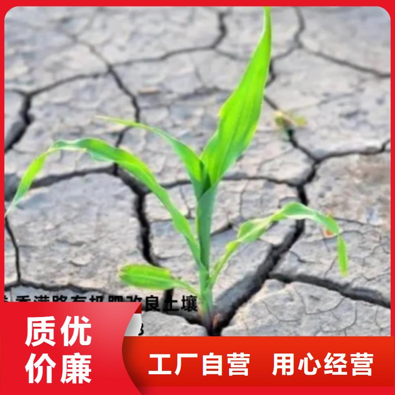 干鸡粪摇钱树