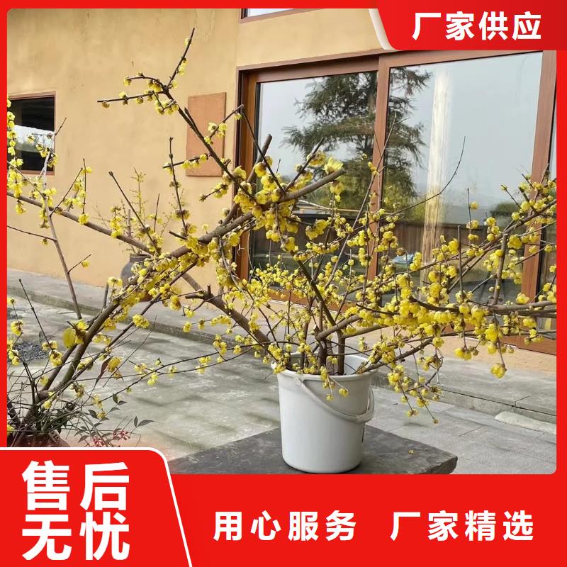 民宿改造稻草漆生产厂家，批发施工