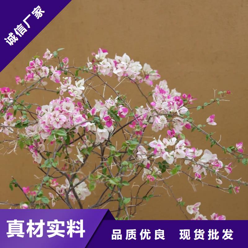 稻殼漆全包施工多少錢