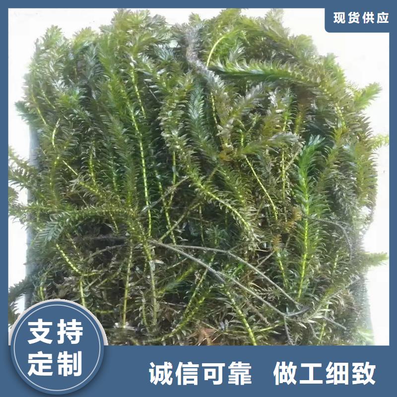 能做竹叶眼子菜的厂家