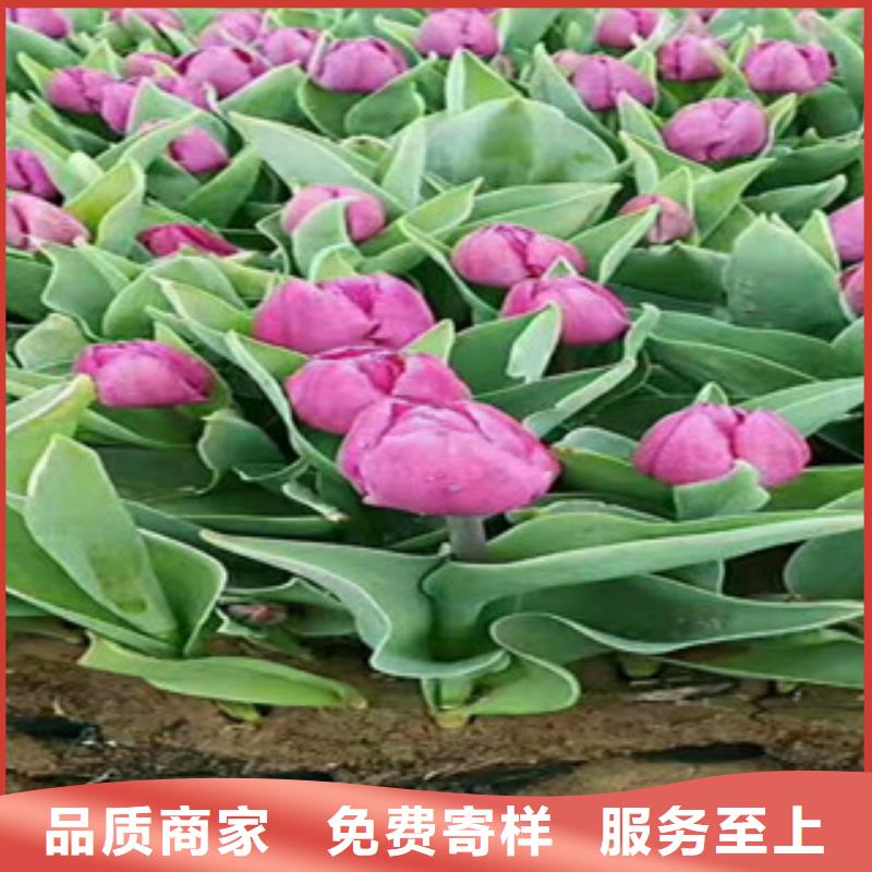 时令草花【水生植物/荷花睡莲】供应采购