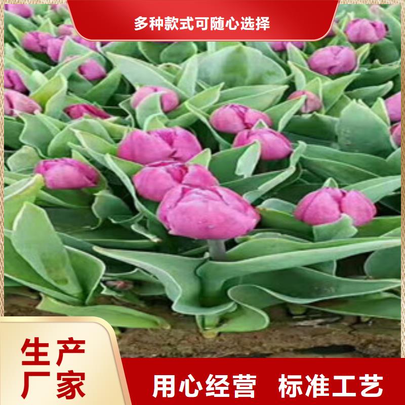 时令草花宿根花卉基地品质不将就