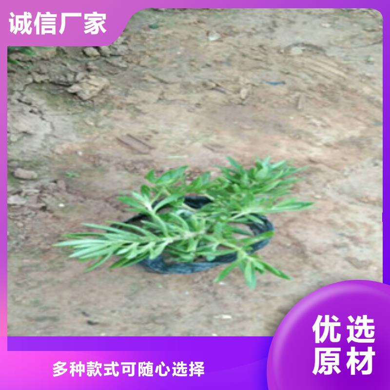 時令草花宿根花卉基地場行情