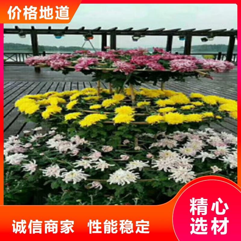 时令草花耐寒耐旱草花基地质量安心