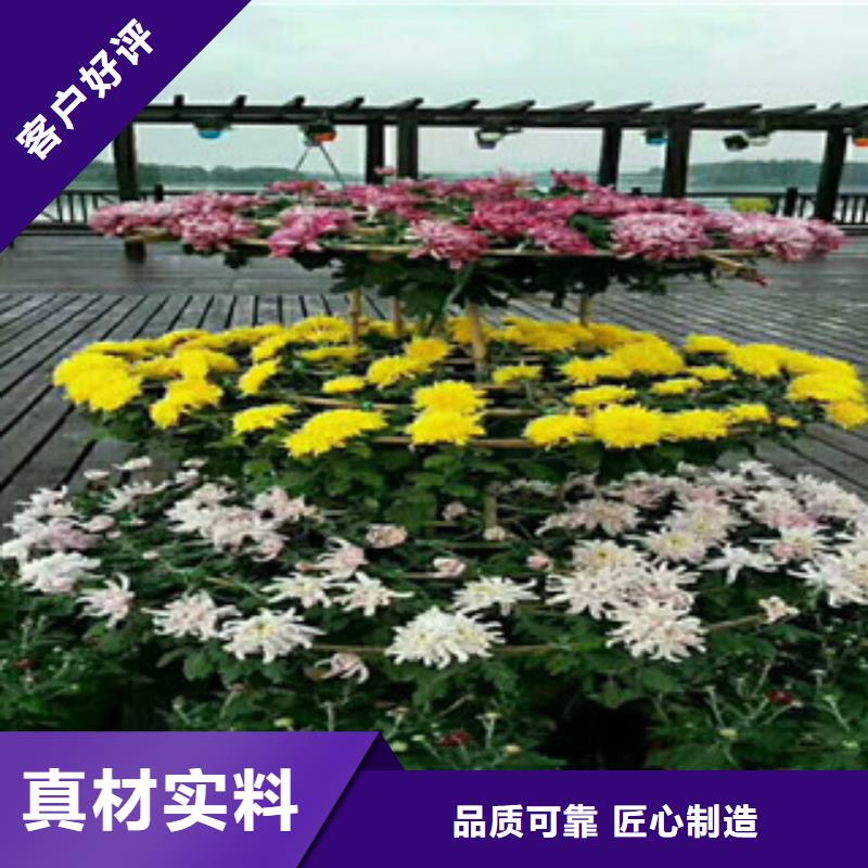 时令草花【花海景观工程】厂家货源稳定