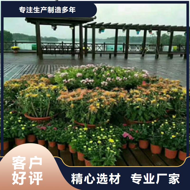 时令草花鲁冰花/粉黛乱子草一手货源源头厂家