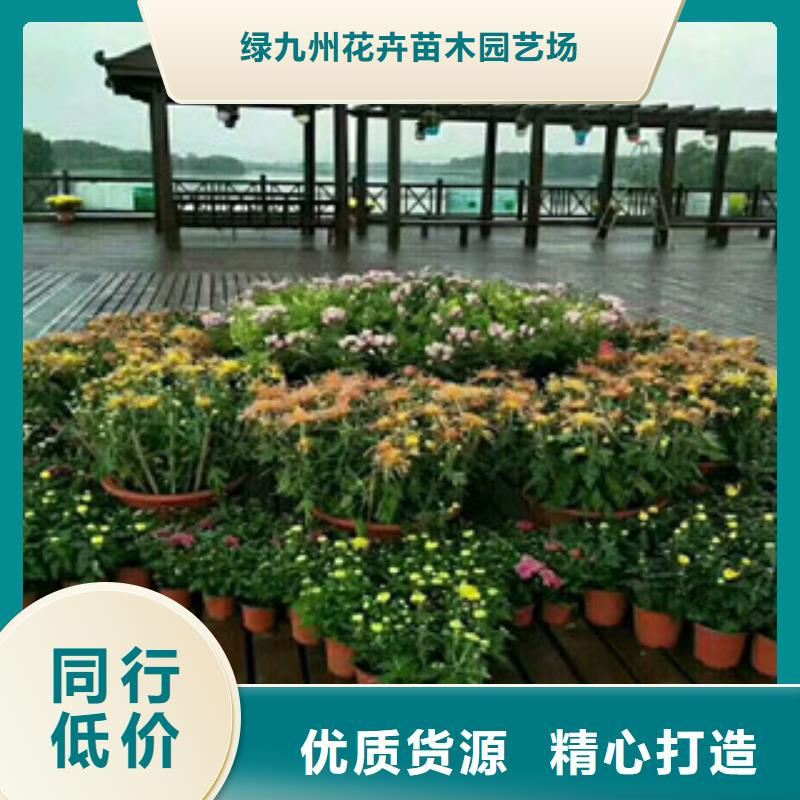 【时令草花】花海景观工程工厂现货供应