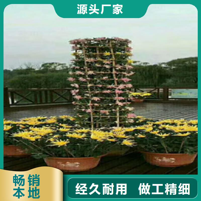 【时令草花】花海景观工程专业品质