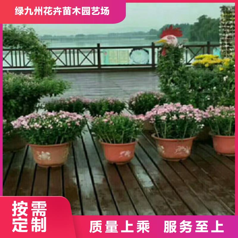 时令草花鲁冰花/粉黛乱子草一手货源源头厂家