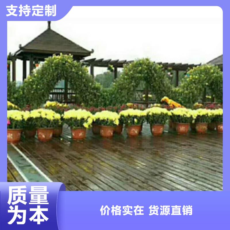 【时令草花五一国庆草花批发货源稳定】