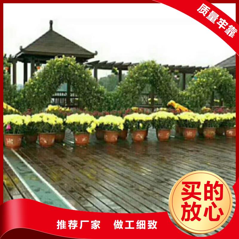 時令草花,柳葉馬鞭草/薰衣草源廠直銷
