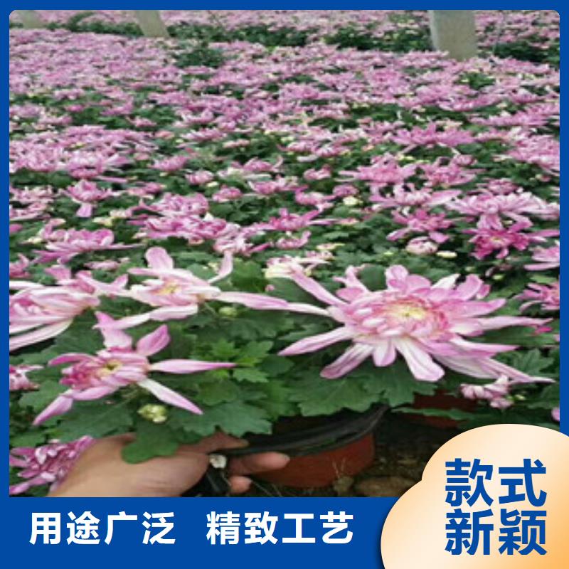 【时令草花】耐寒耐旱草花基地资质认证