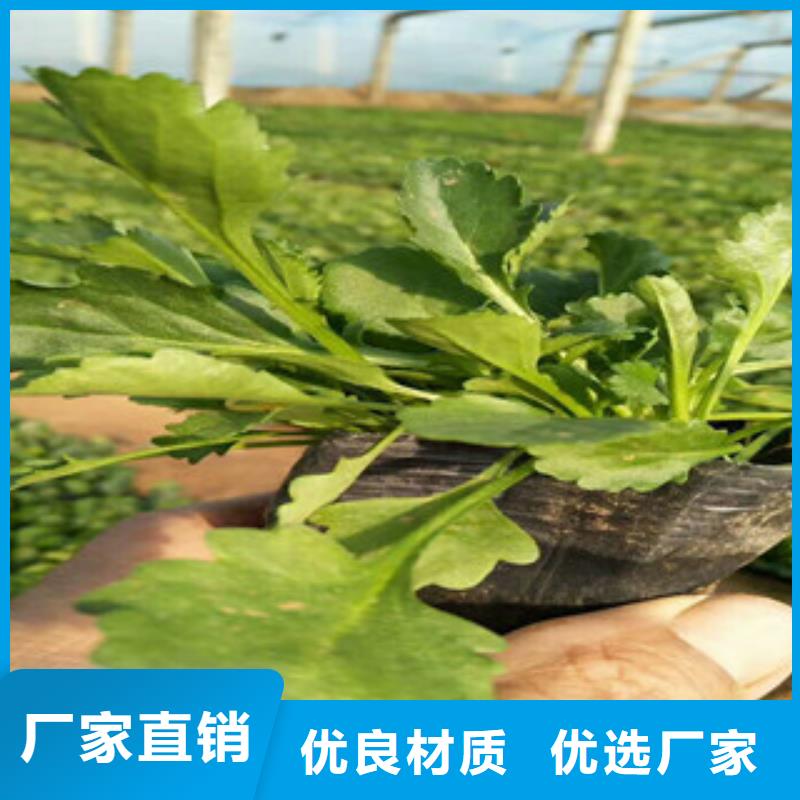 時令草花耐寒耐旱草花基地層層質檢