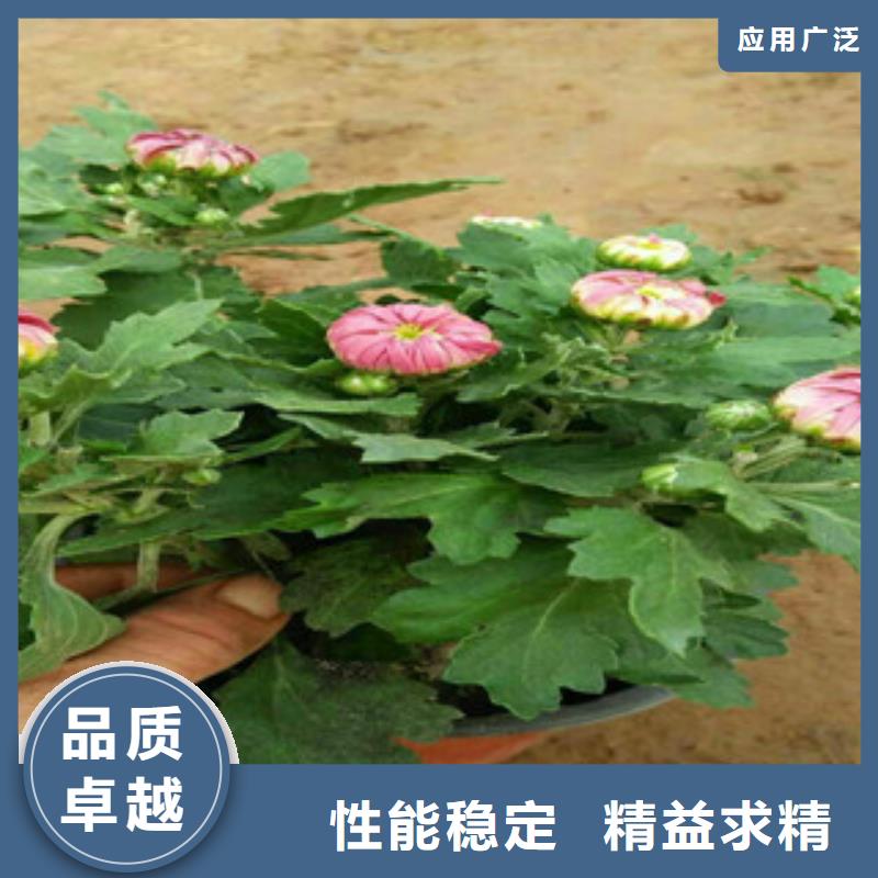 【時令草花】柳葉馬鞭草/薰衣草精工細致打造