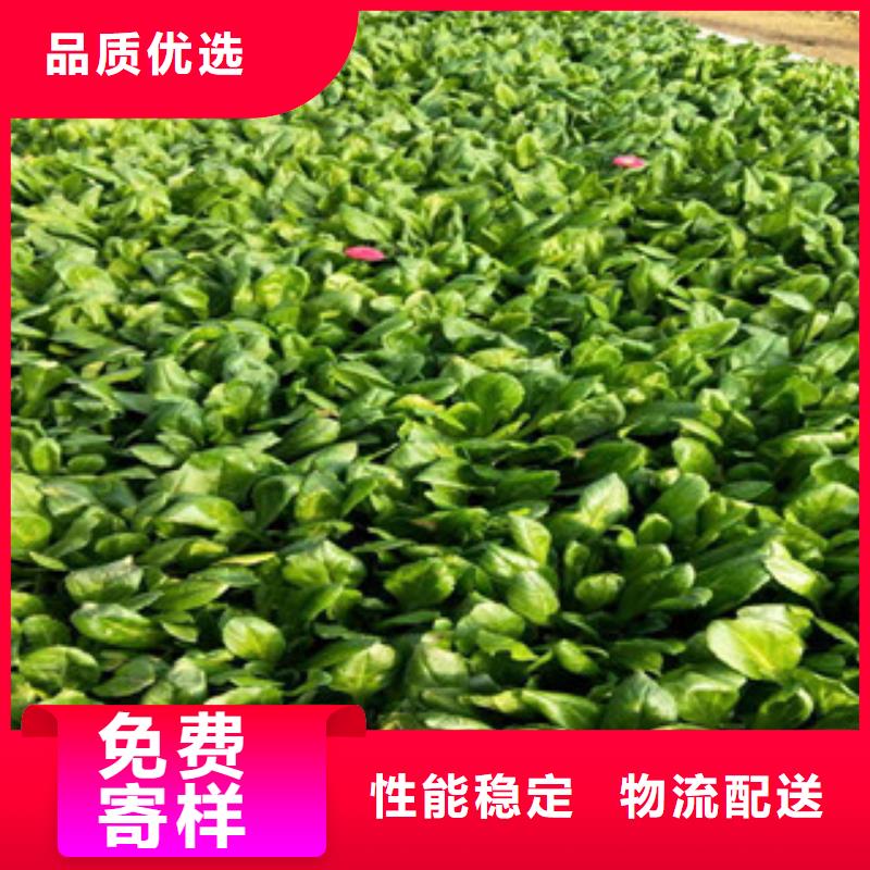 时令草花【水生植物/荷花睡莲】供应采购