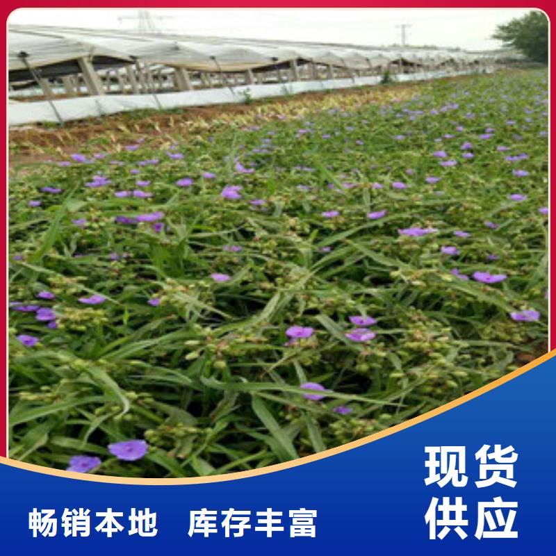 时令草花花海景观工程随到随提