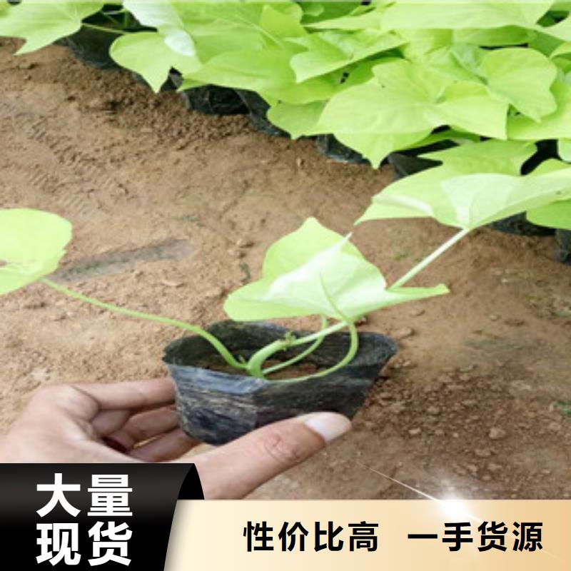 时令草花-【耐寒耐旱草花基地】从源头保证品质