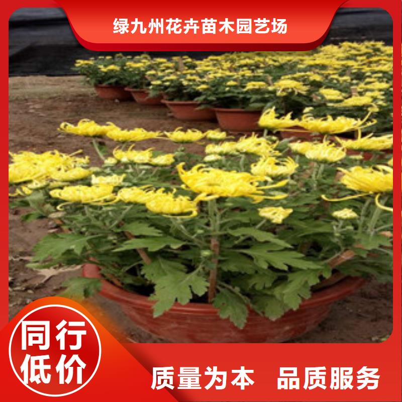 时令草花-【耐寒耐旱草花基地】从源头保证品质