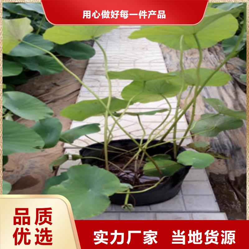 【时令草花五一国庆草花批发货源稳定】