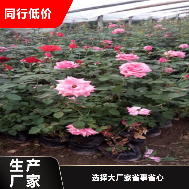 时令草花-【耐寒耐旱草花基地】从源头保证品质