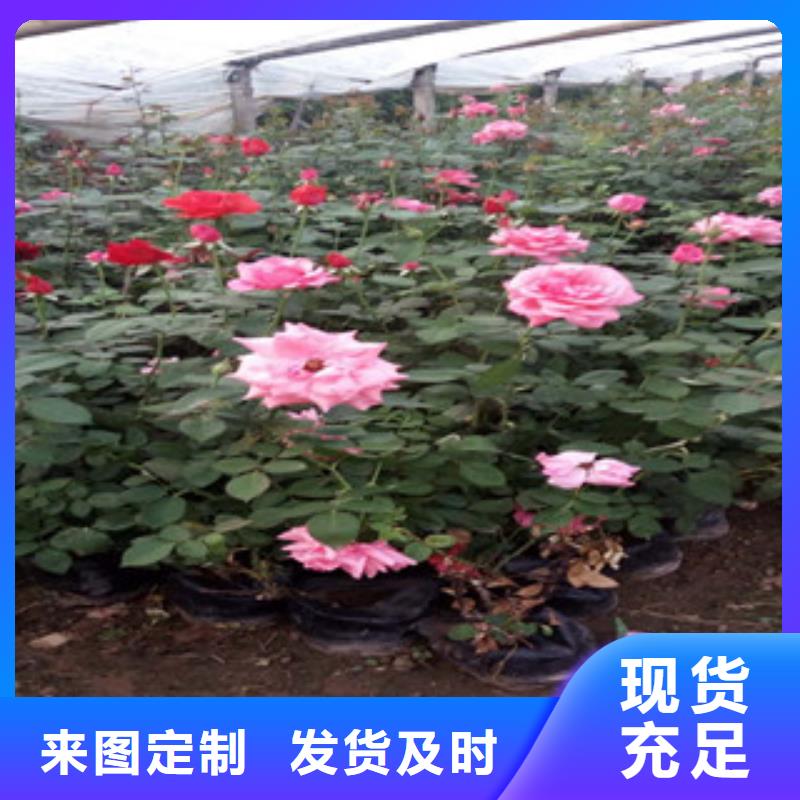 【时令草花_观赏草/蒲苇狼尾草好产品有口碑】