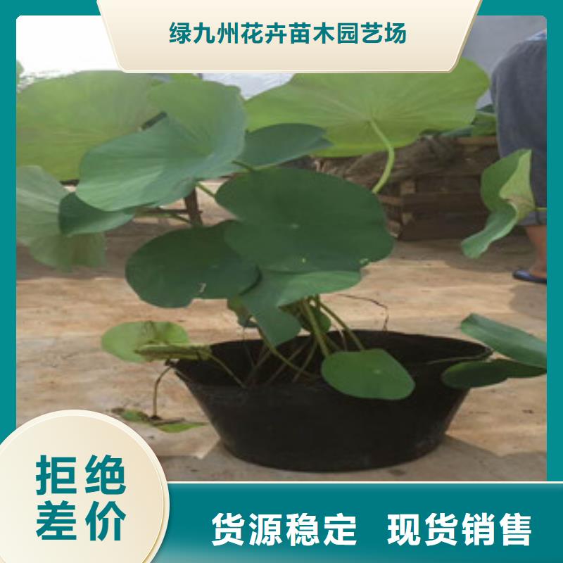 時令草花-柳葉馬鞭草/薰衣草讓客戶買的放心