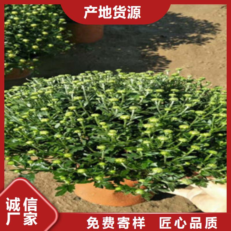 【时令草花五一国庆草花批发货源稳定】