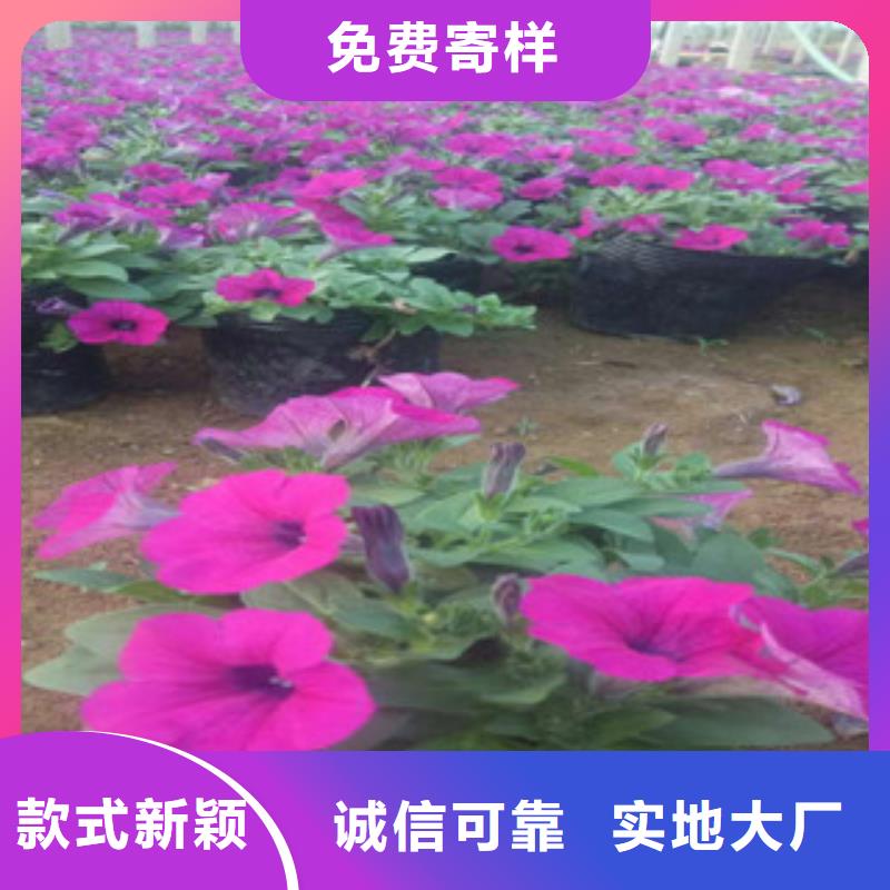 【时令草花】耐寒耐旱草花基地资质认证