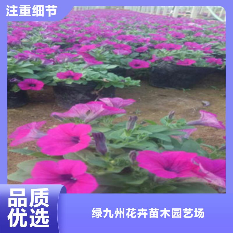 时令草花宿根花卉基地品质不将就