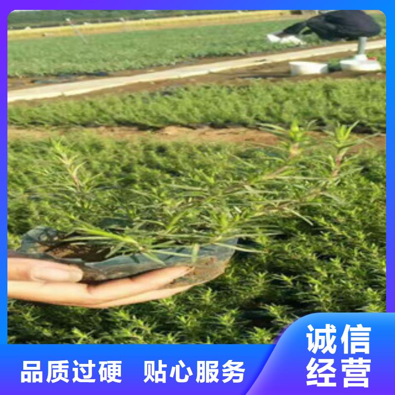 【时令草花】花海景观工程专业品质