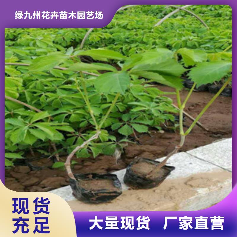 宿根花卉,觀賞草/蒲葦狼尾草一站式供應廠家