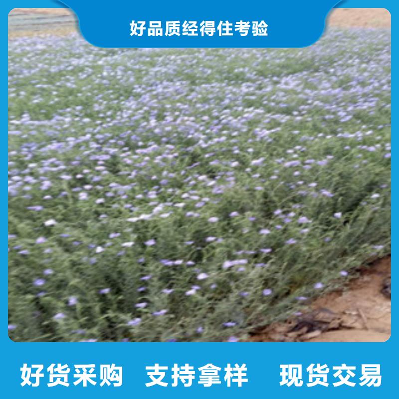 宿根花卉,【水生植物/荷花睡莲】订购