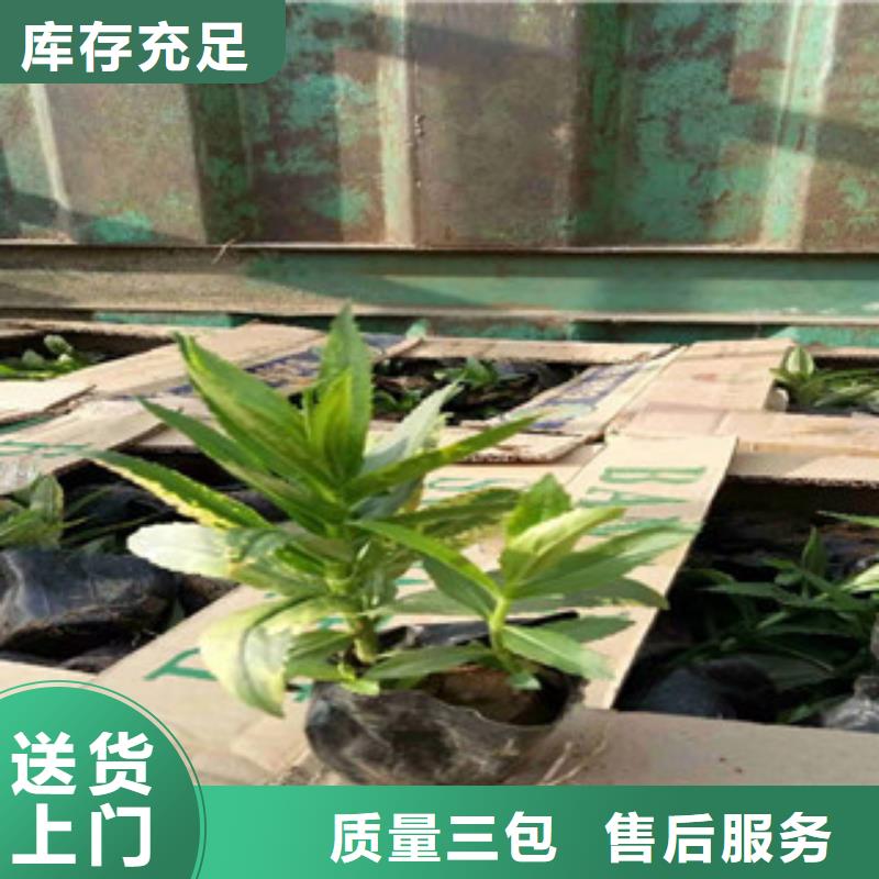 宿根花卉柳叶马鞭草/薰衣草工程施工案例