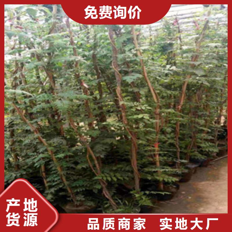宿根花卉時令花卉/綠化草花價格批發價格