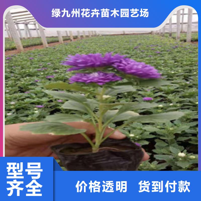 宿根花卉,【水生植物/荷花睡莲】订购