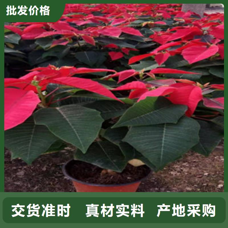 宿根花卉宿根花卉基地做工精細