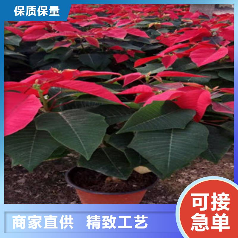 【宿根花卉花海景觀工程廠家大量現(xiàn)貨】