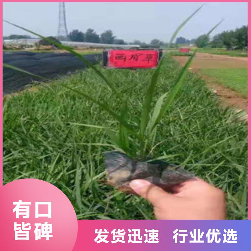 宿根花卉,水生植物/荷花睡莲专注细节更放心