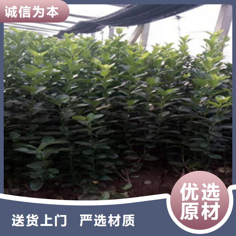 宿根花卉_耐寒耐旱草花基地真材實(shí)料