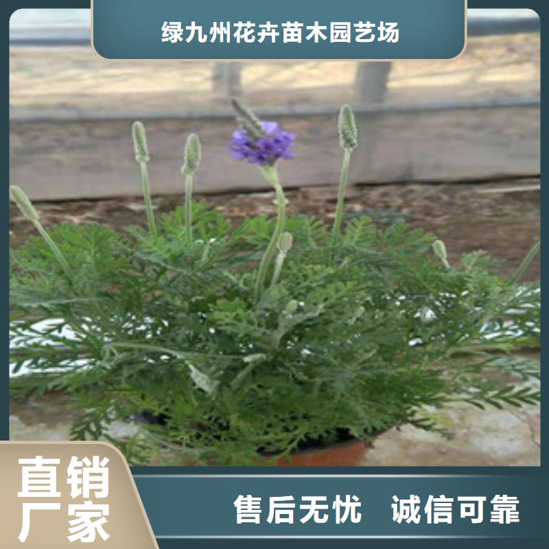 宿根花卉柳叶马鞭草/薰衣草精工细作品质优良