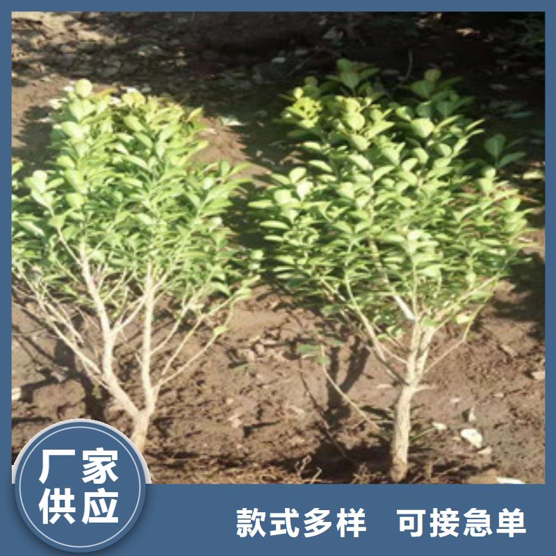 宿根花卉,耐寒耐旱草花基地精品选购