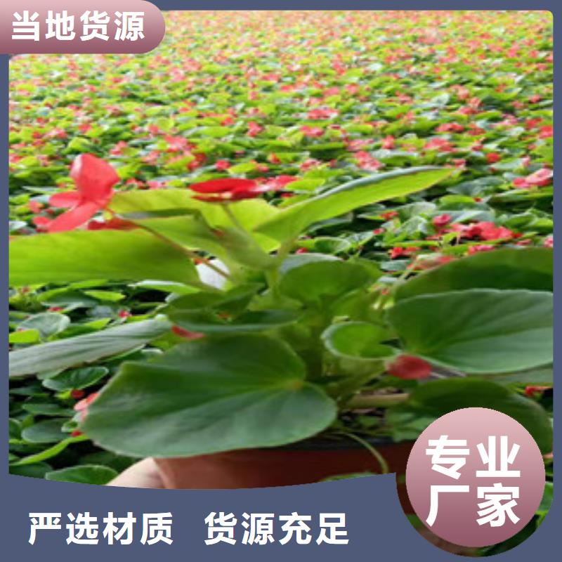 宿根花卉_宿根花卉基地庫存豐富