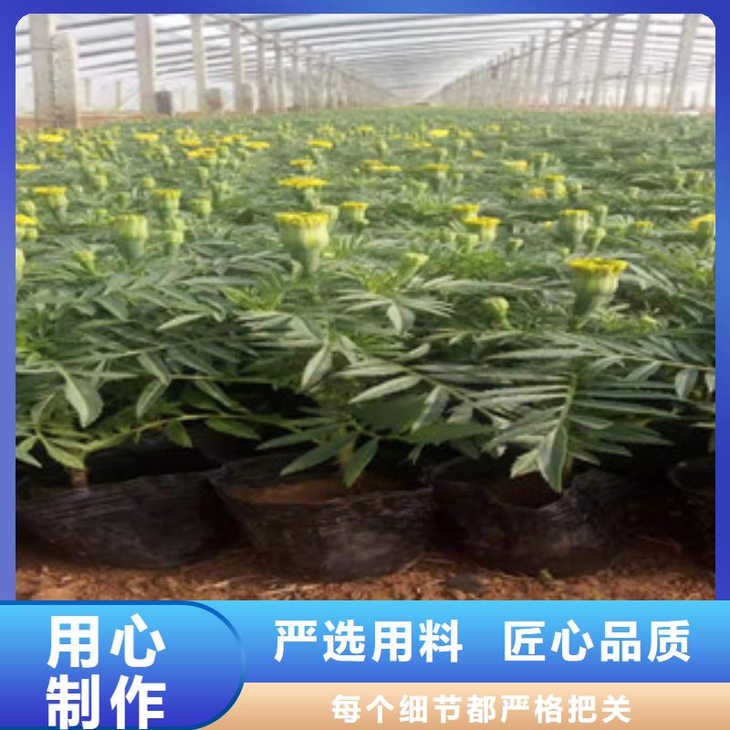 宿根花卉花海景观工程专业设计