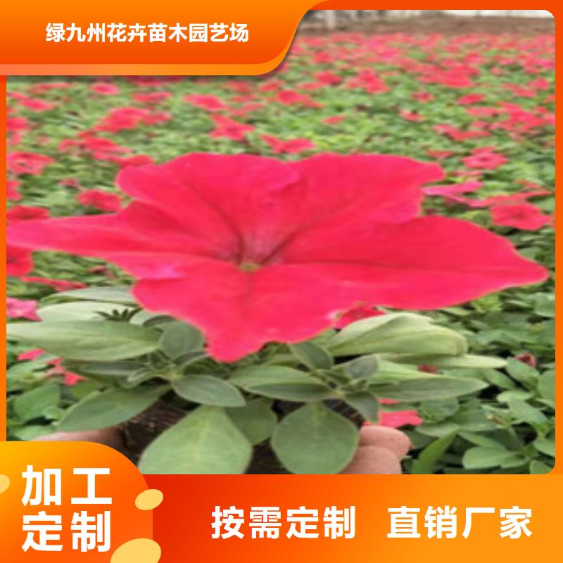 宿根花卉-宿根花卉基地源头厂家经验丰富