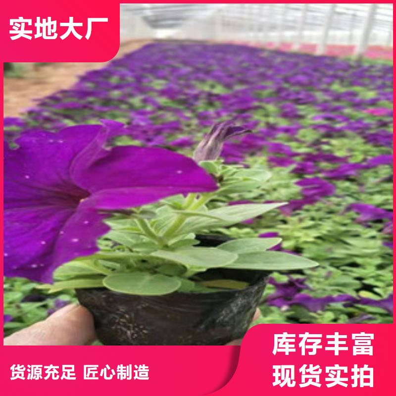 宿根花卉_鲁冰花/粉黛乱子草工厂自营