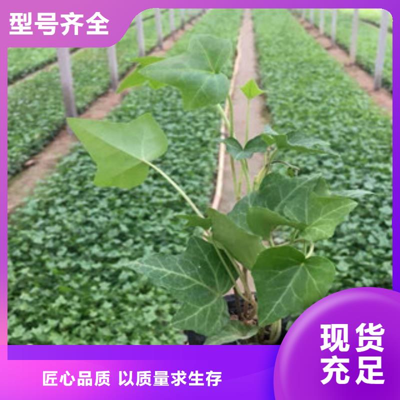 【宿根花卉】柳叶马鞭草/薰衣草量少也做