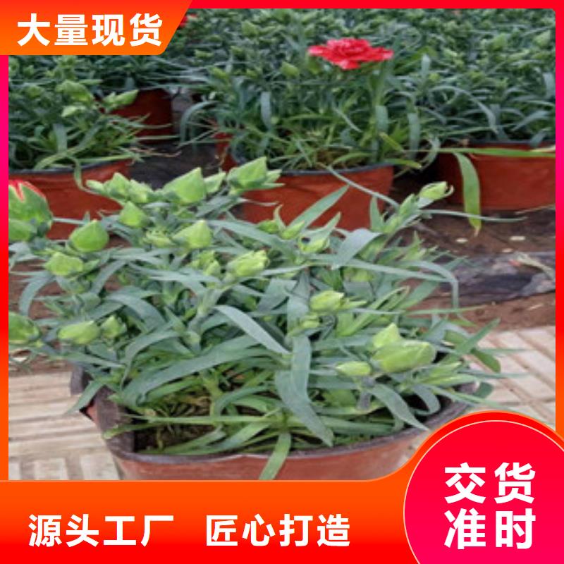 宿根花卉,耐寒耐旱草花基地精品选购